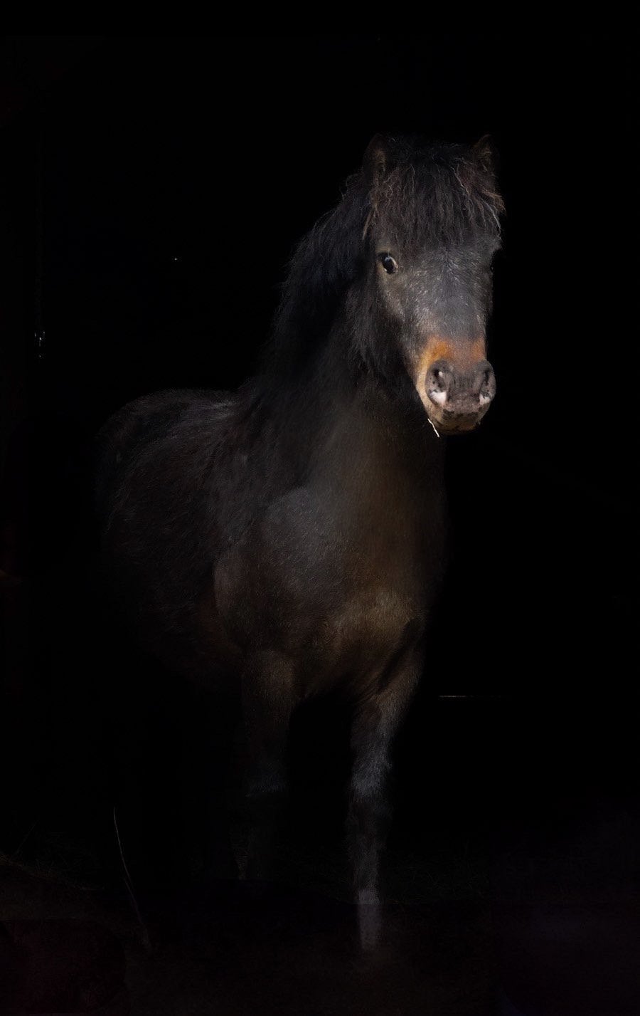 leuke A pony ruin te koop, Ruin, A pony (tot 1.17m), 3 tot 6 jaar