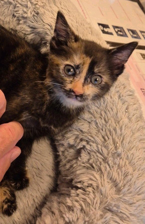 Lieve kitten zoekt een gouden plekje!, Poes