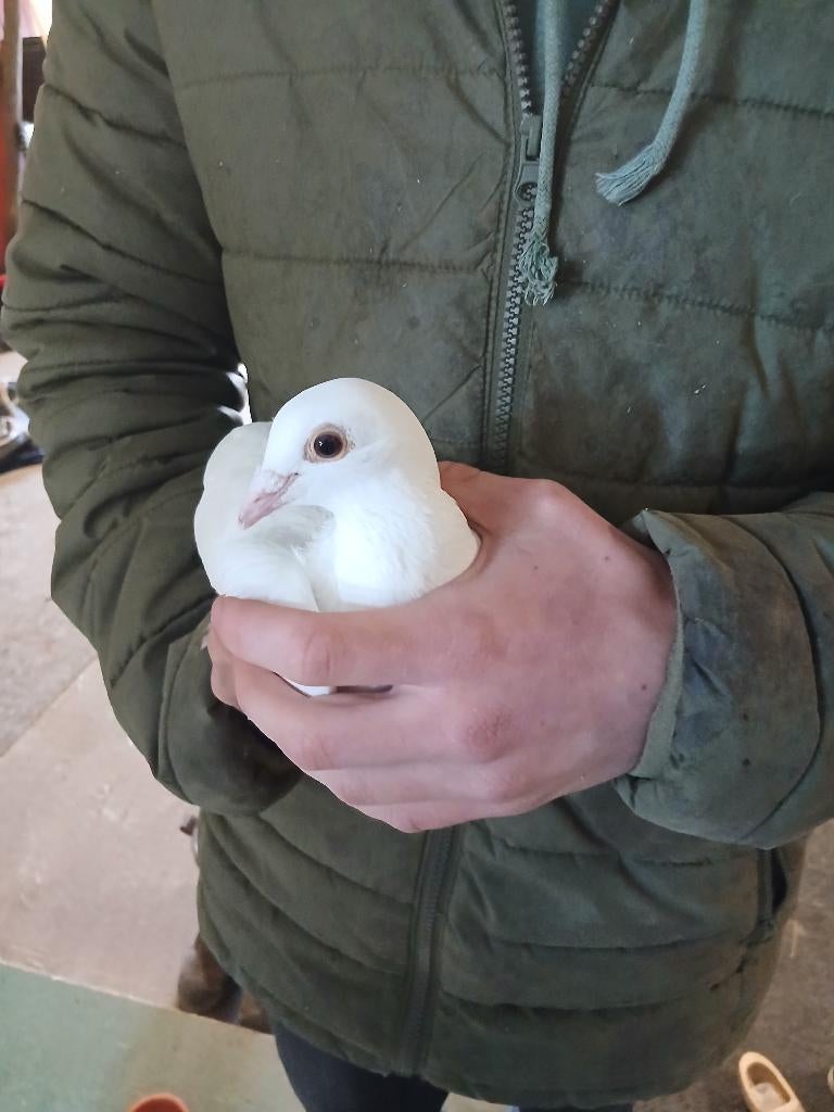 Witte duiven te koop, Dieren en Toebehoren, Vogels | Duiven, Meerdere dieren, Overige soorten