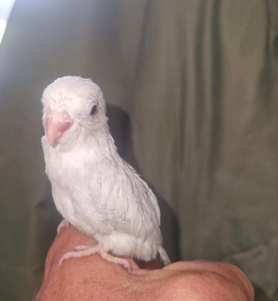 Mag nu verhuizen. Baby forpus,. Gereserveerd!, Vrouwelijk, Dwergpapegaai of Agapornis, Geringd