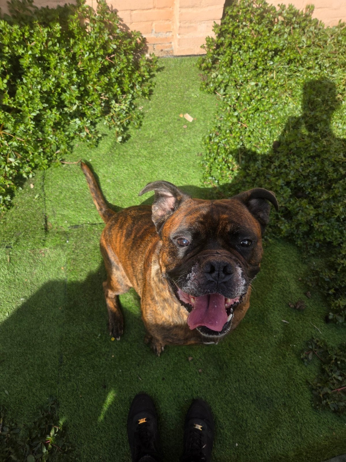Dekhond, 6 jaar of ouder, Parvo, Reu, Eén hond