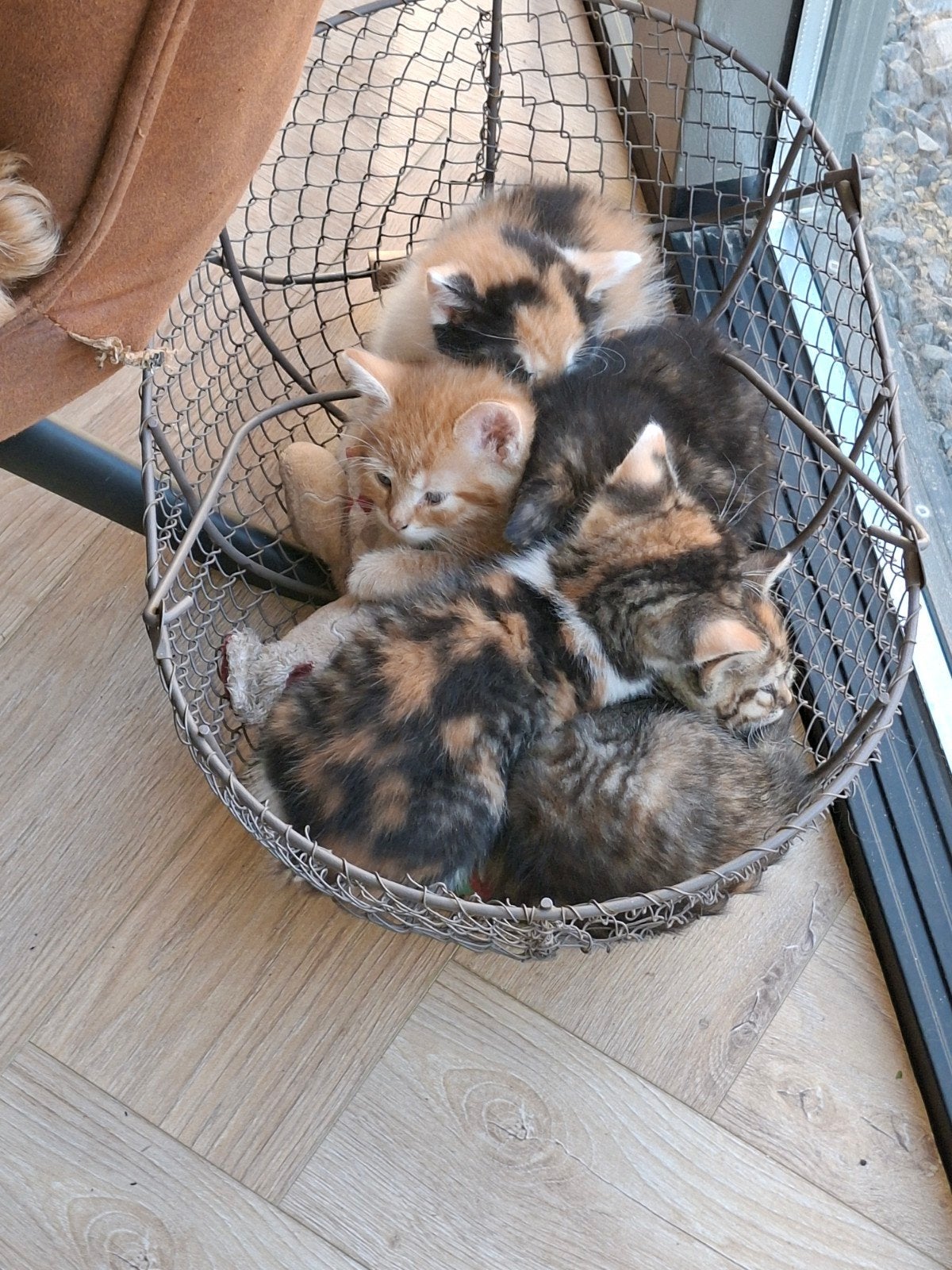Super sociale, aanhankelijk, speelse kittens, Dieren en Toebehoren, Poes