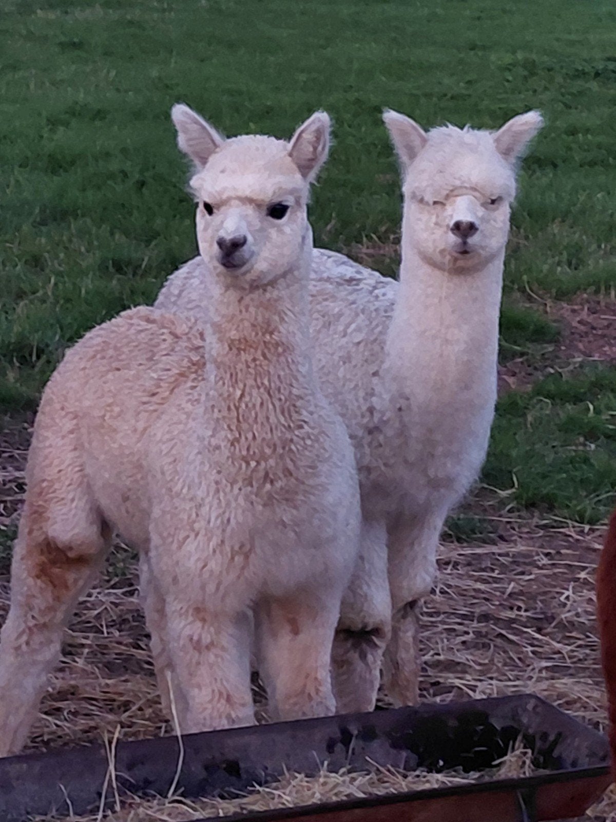2 alpaca's hengsten, Dieren en Toebehoren, April, Mannelijk