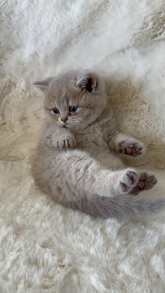 Raszuivere Britse Korthaar (Golden Shaded) kittens, Meerdere dieren, Ontwormd, 0 tot 2 jaar