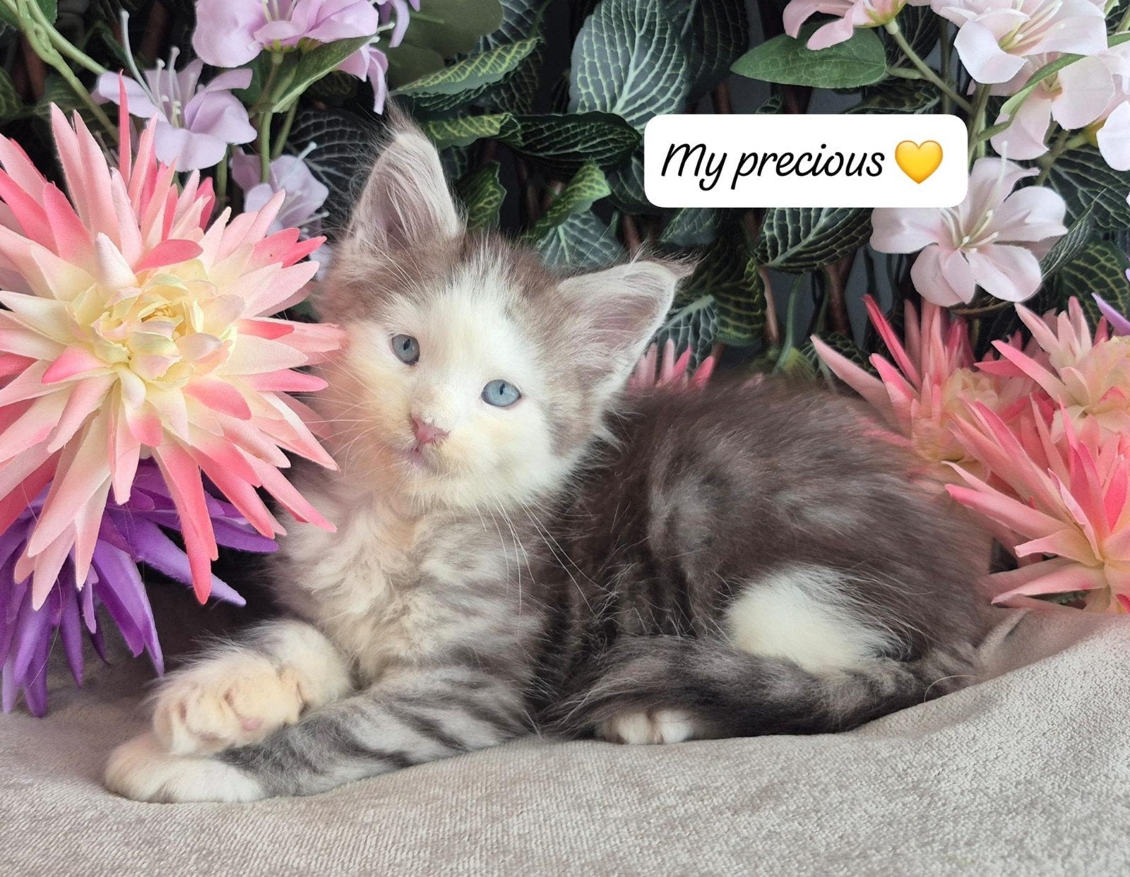 maine coon kittens met stamboom, rus shaded lijn (blauw oog), Meerdere dieren, Met stamboom, 0 tot 2 jaar