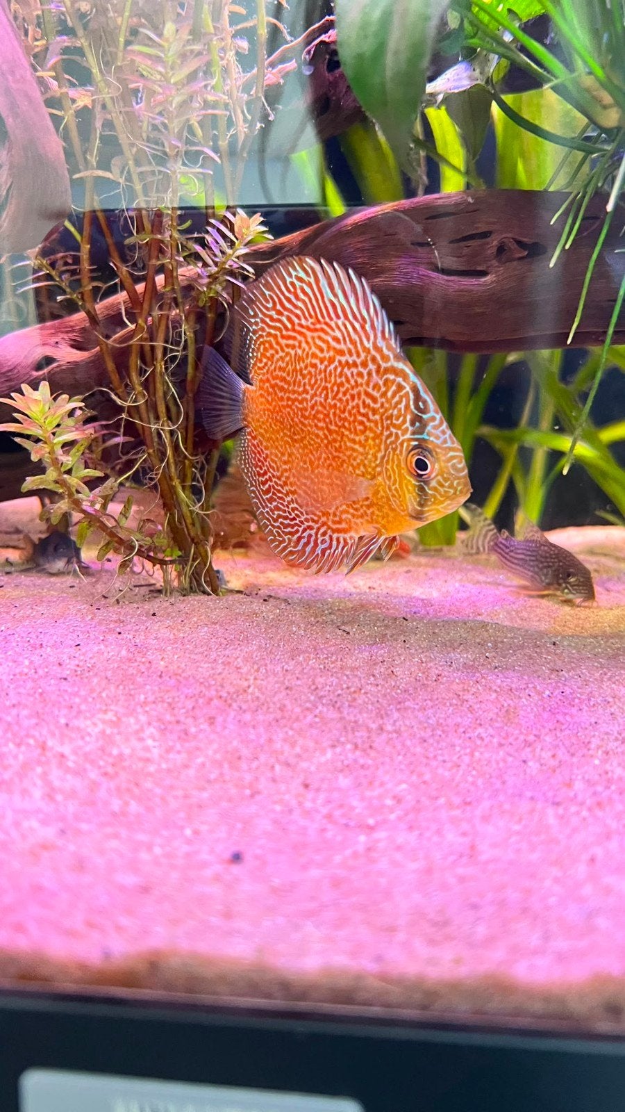 3 discusvissen, Dieren en Toebehoren, Vis