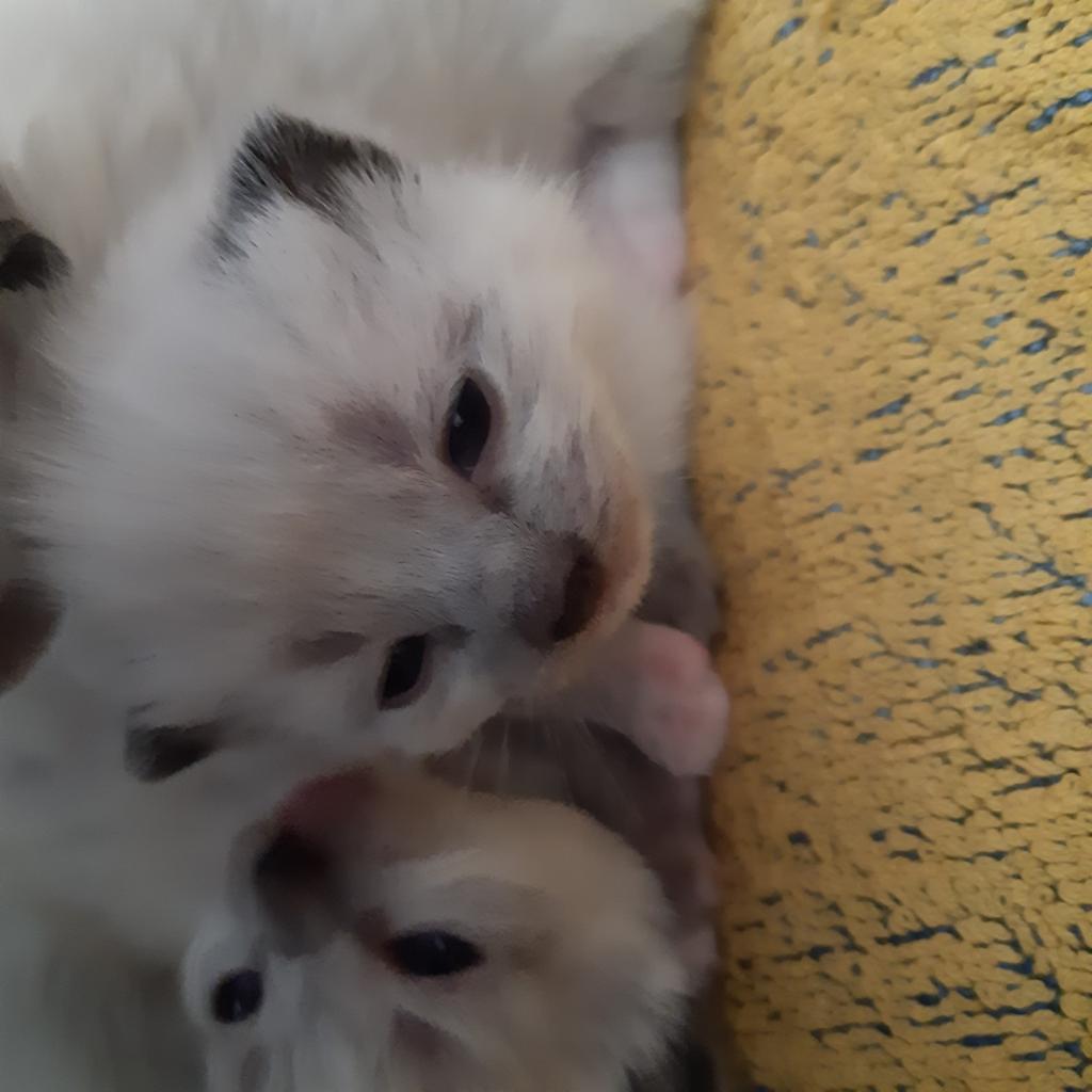 Ragdoll kittens, Meerdere dieren, Gechipt