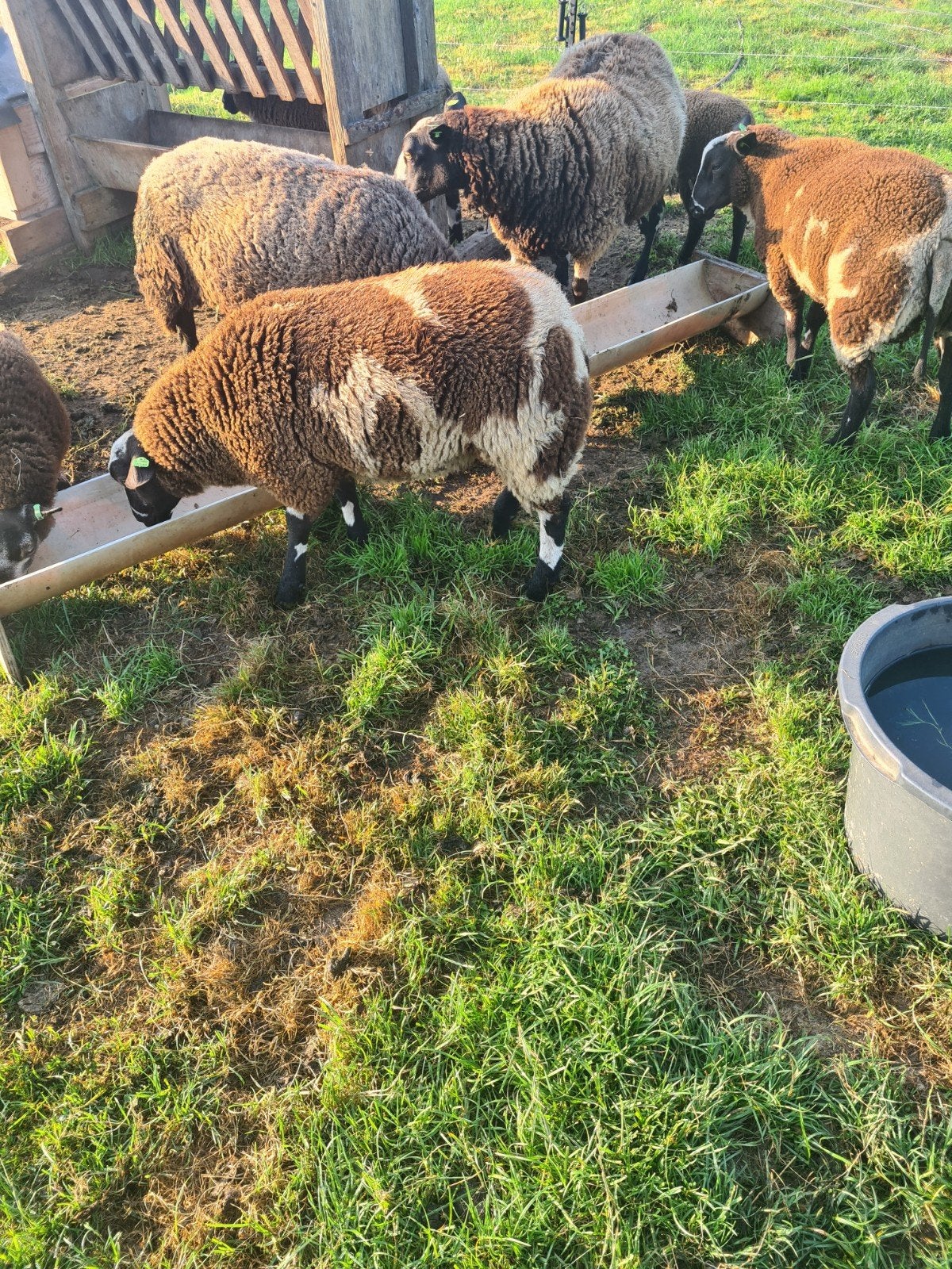 Mooie bonte dek ram, Mannelijk, Schaap
