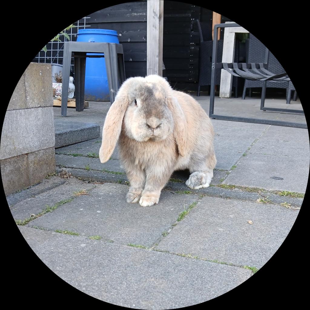Franse hangoor ram - ter dekking, Dieren en Toebehoren, Mannelijk, Groot, Hangoor, 0 tot 2 jaar