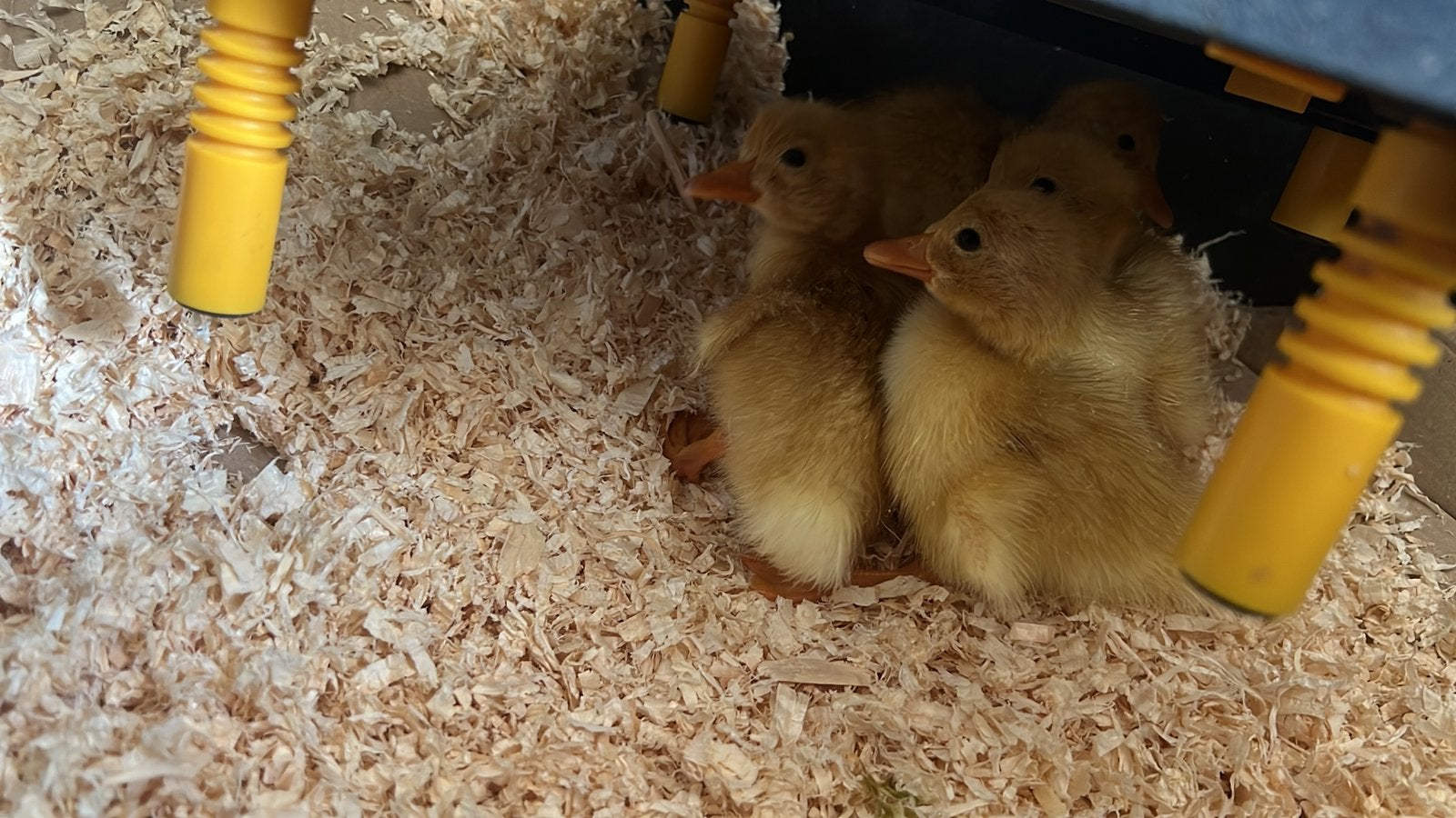 Eenden kuikens te koop, Dieren en Toebehoren, Pluimvee, Meerdere dieren, Eend