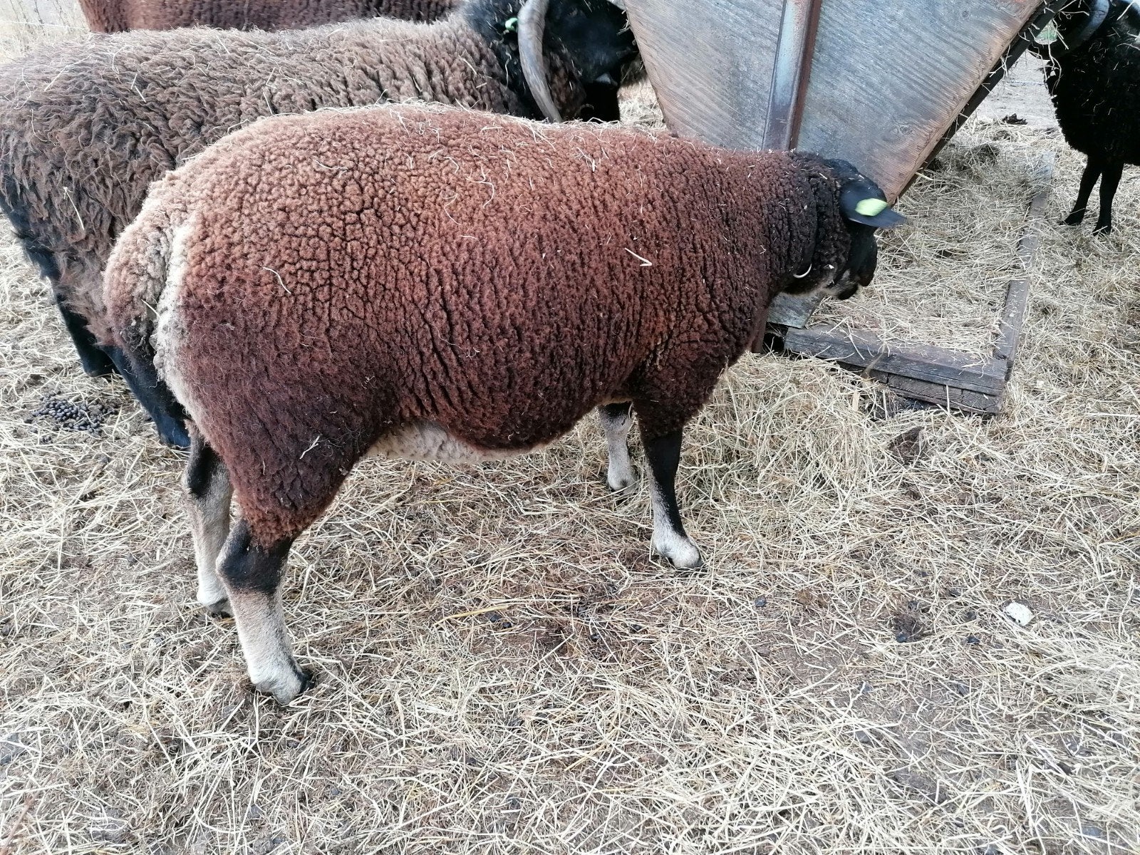 Dassenkop overloper ram, Dieren en Toebehoren, Mannelijk, Schaap