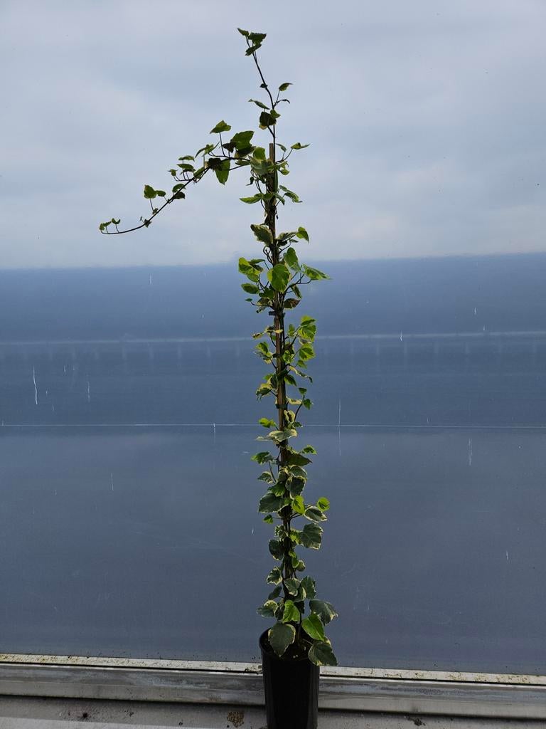 Hedera dentata variegata, Ophalen of Verzenden, Overige soorten, Haag, 100 tot 250 cm