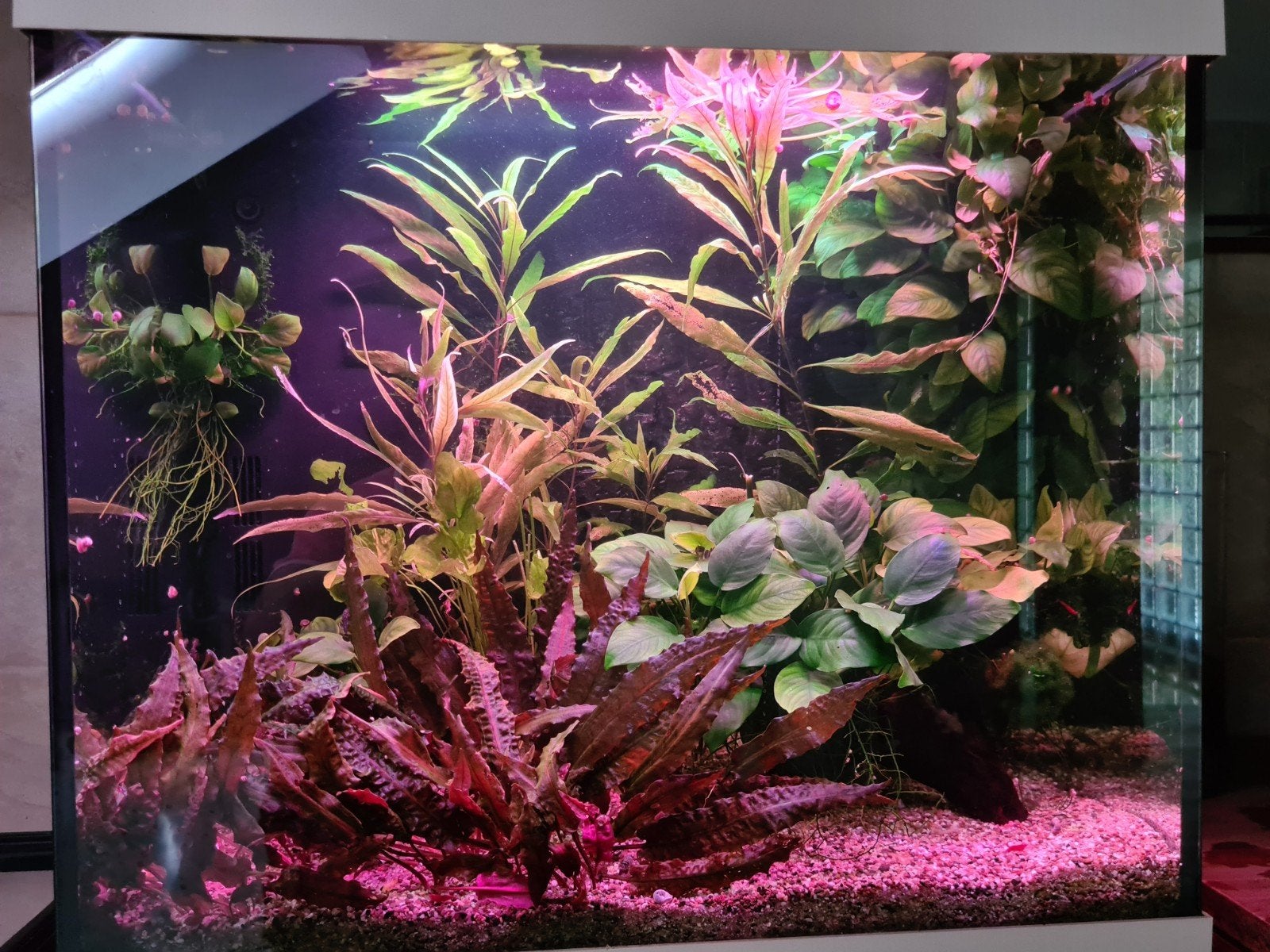 Aquarium, Ophalen