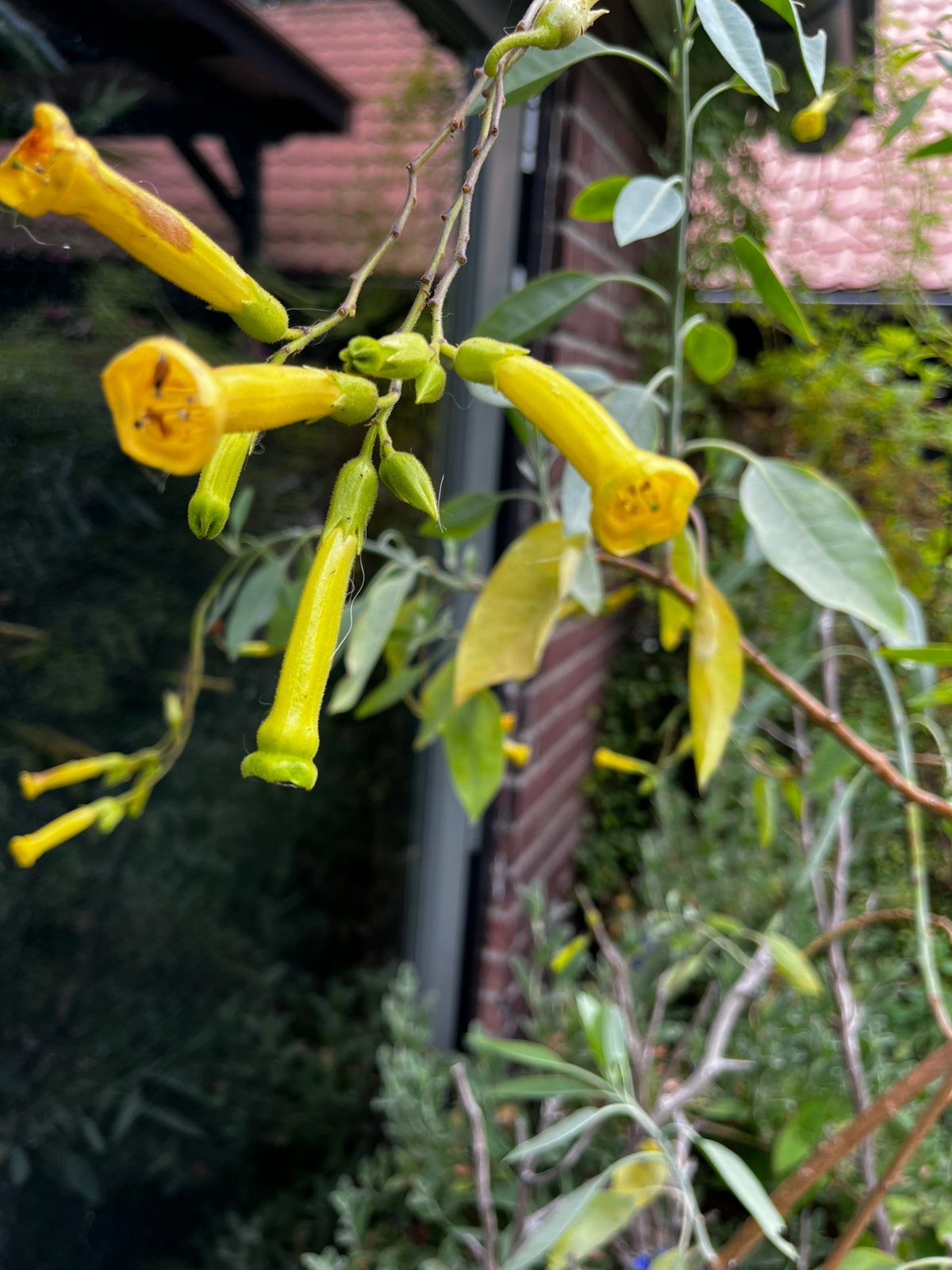 Nicotiana glauca boomtabak, Ophalen, Overige soorten, Volle zon