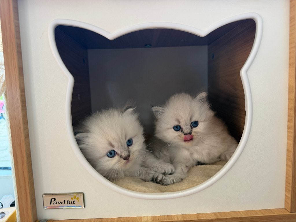 Twee prachtige kittens ragdoll/ britse korthaar, Meerdere dieren, Ontwormd, 0 tot 2 jaar