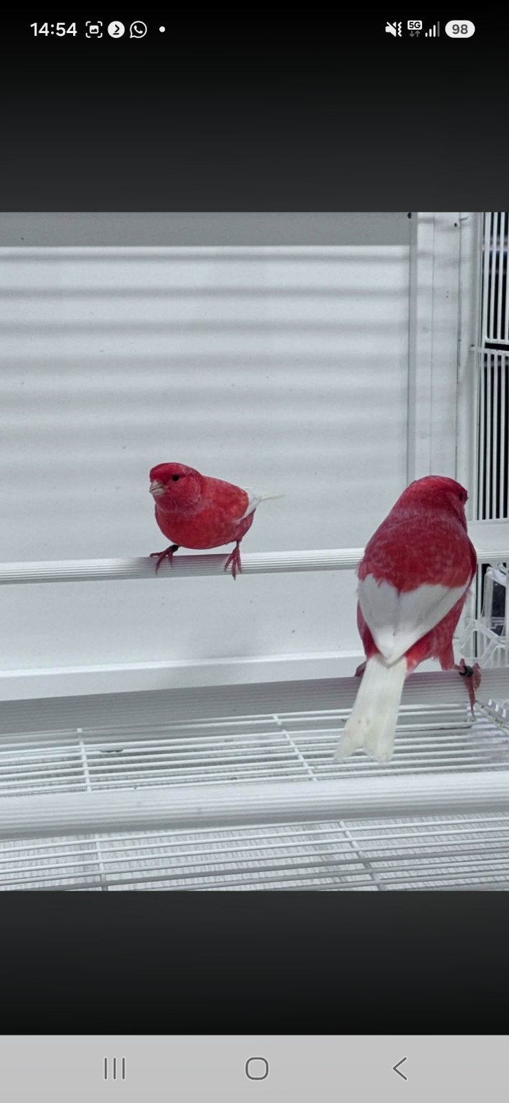 Gezocht deze Rode kanaries met witte Pennen, Dieren en Toebehoren