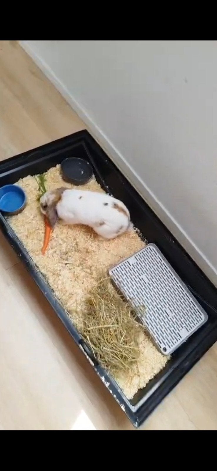 Lief konijn Tola inclusief hok en benodigdheden, Boeken, Ophalen, Zo goed als nieuw, Konijnen of Knaagdieren