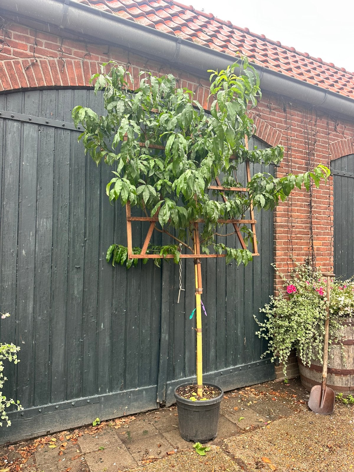 Leiboom nectarine (halfstam), Tuin en Terras, Overige soorten, Minder dan 100 cm, Zomer, Ophalen