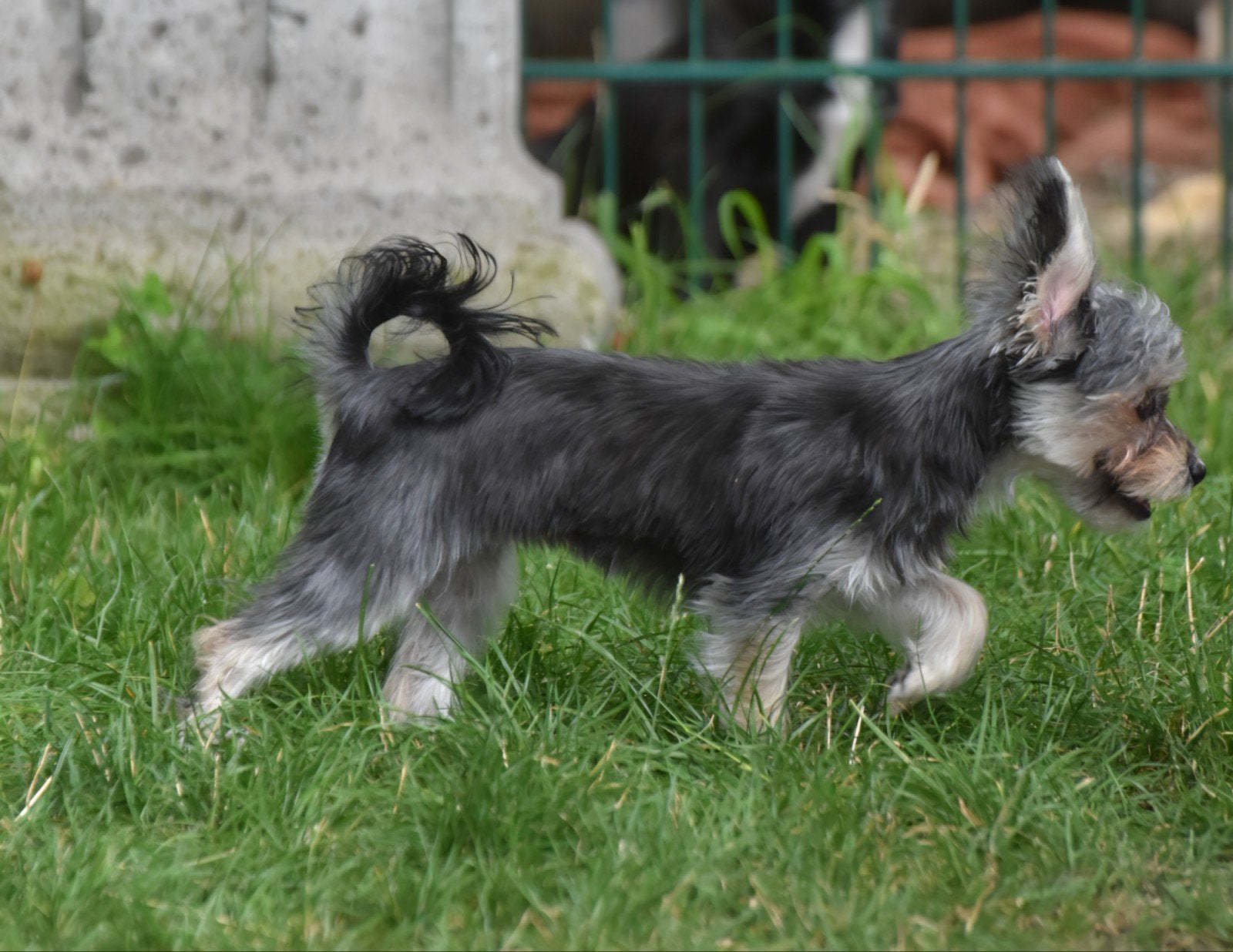 Even voorstellen mini boomertje, Dieren en Toebehoren, Honden | Chihuahua's en Gezelschapshonden, 15 weken tot 1 jaar, Overige rassen