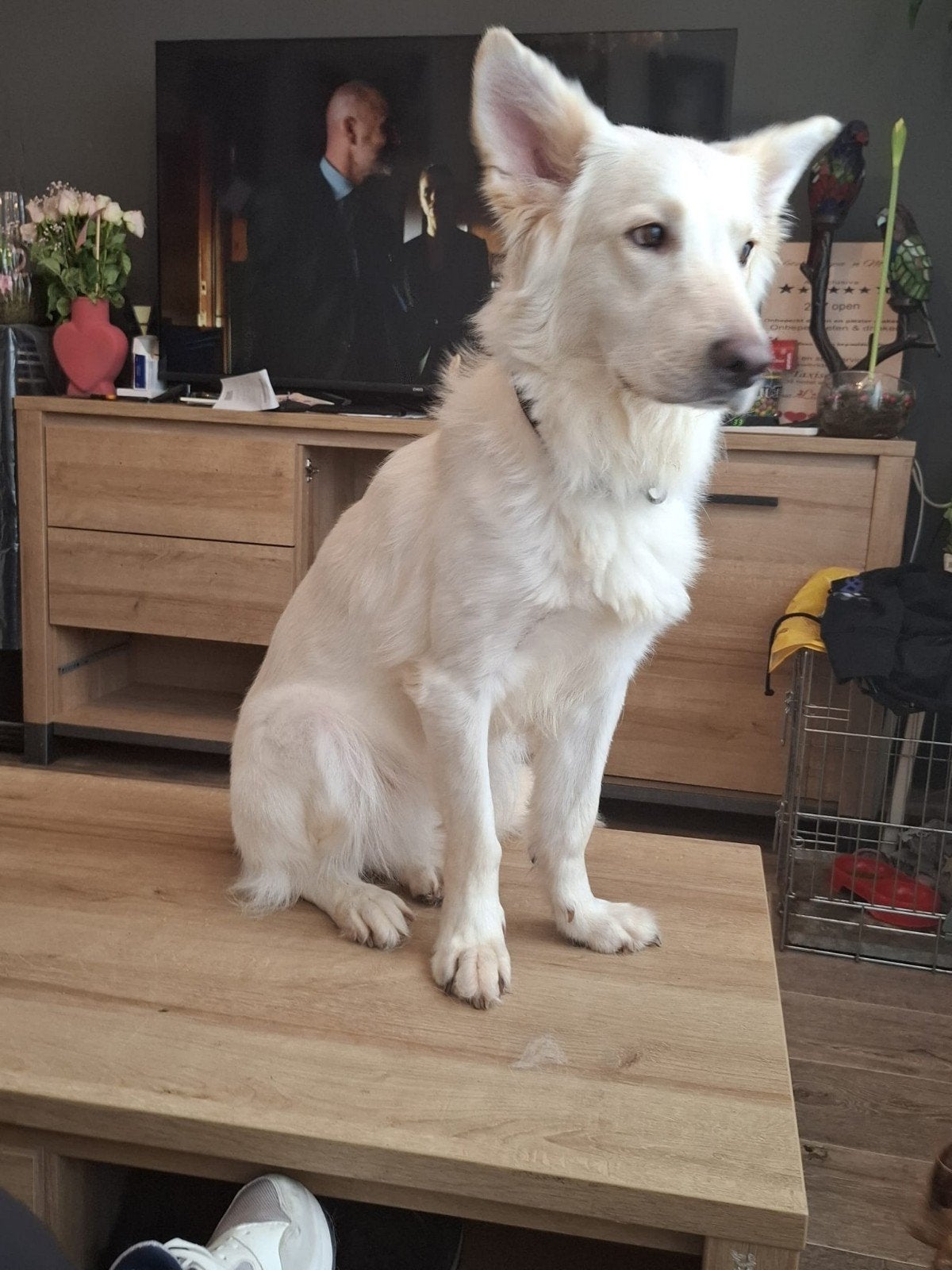 witte herders 2 dames zoeken een gouden mandje, Dieren en Toebehoren, Honden | Herdershonden en Veedrijvers, Meerdere, Meerdere dieren