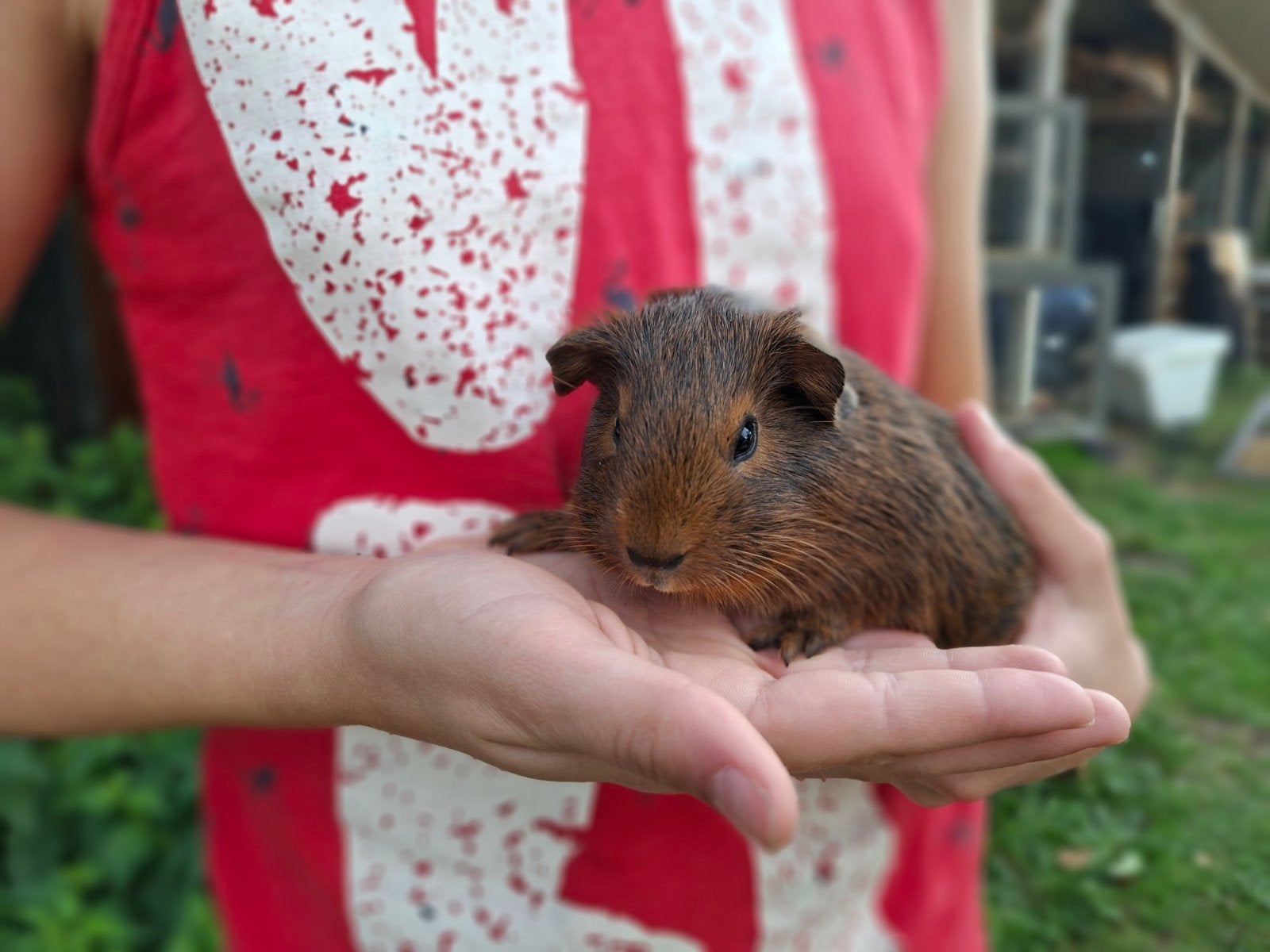 Leuk cavia beertje, Augustus, Mannelijk, Cavia