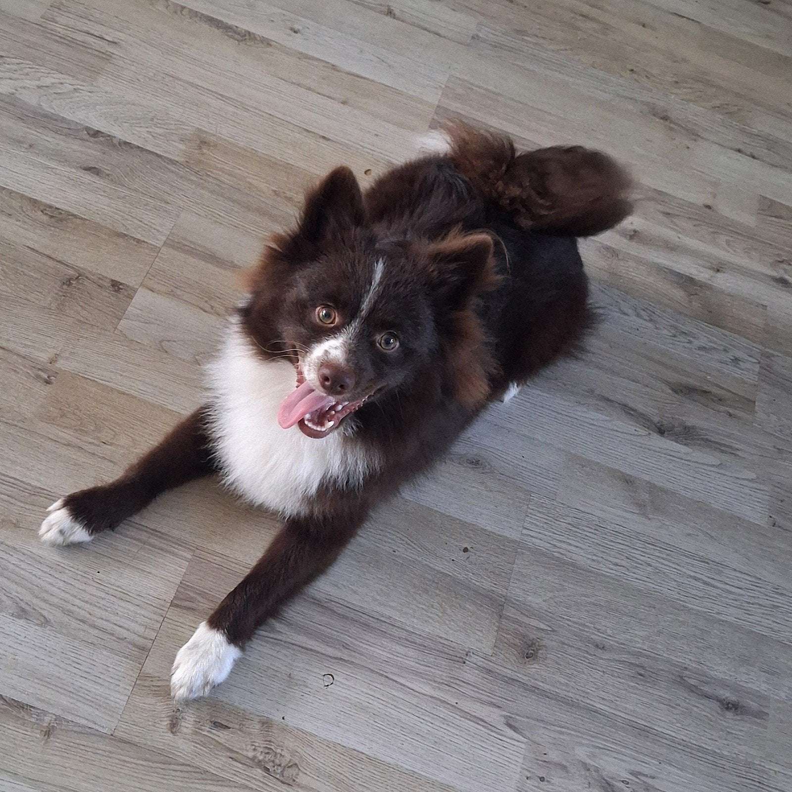 Keeshond reutje, Keeshond, 15 weken tot 1 jaar, Reu, Eén hond