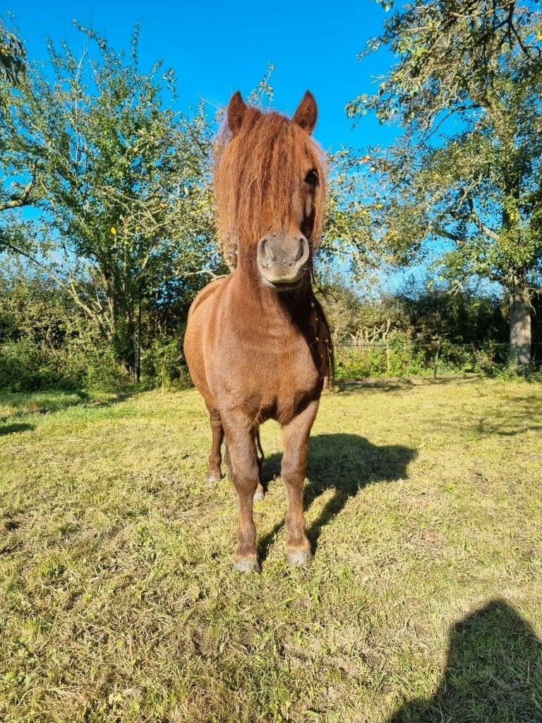 Nieuw top plekje gezocht voor grote shetlander, Dieren en Toebehoren, Pony's, Ruin, Niet van toepassing, A pony (tot 1.17m), Recreatiepony