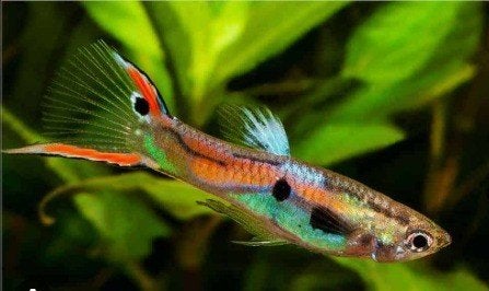 jonge endler guppy's mix, Dieren en Toebehoren, Vissen | Aquariumvissen, Vis, Zoetwatervis, Schoolvis