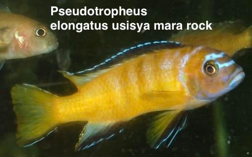 Pseudotropheus elongatus usisya ( aquatreff import), Vis