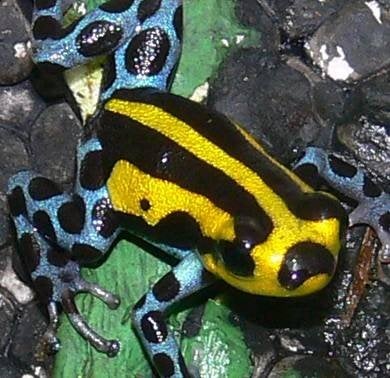 Ranitomeya sirensis 'Divesoria'