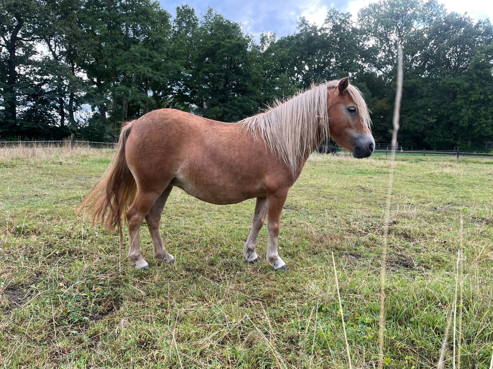 Shetland merries, Merrie, Met stamboom, Niet van toepassing, A pony (tot 1.17m)