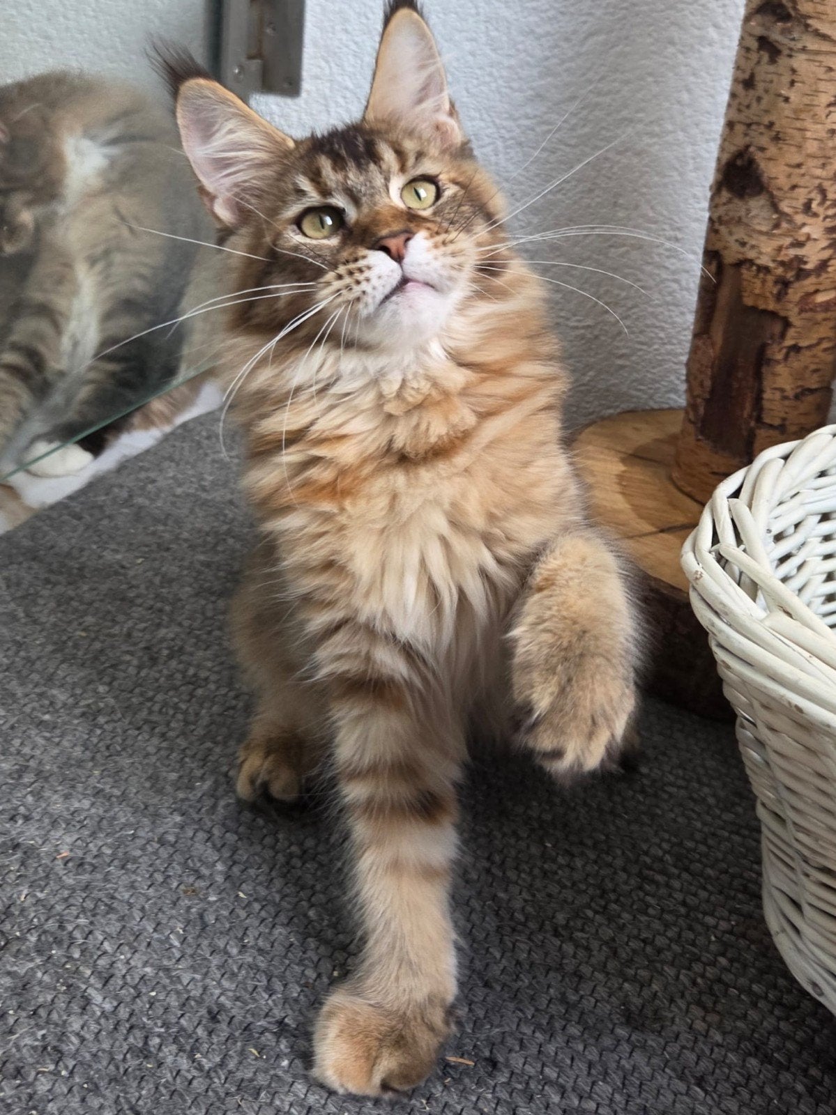 Maine Coon kittenst met stamboom, Meerdere dieren, Met stamboom, 0 tot 2 jaar