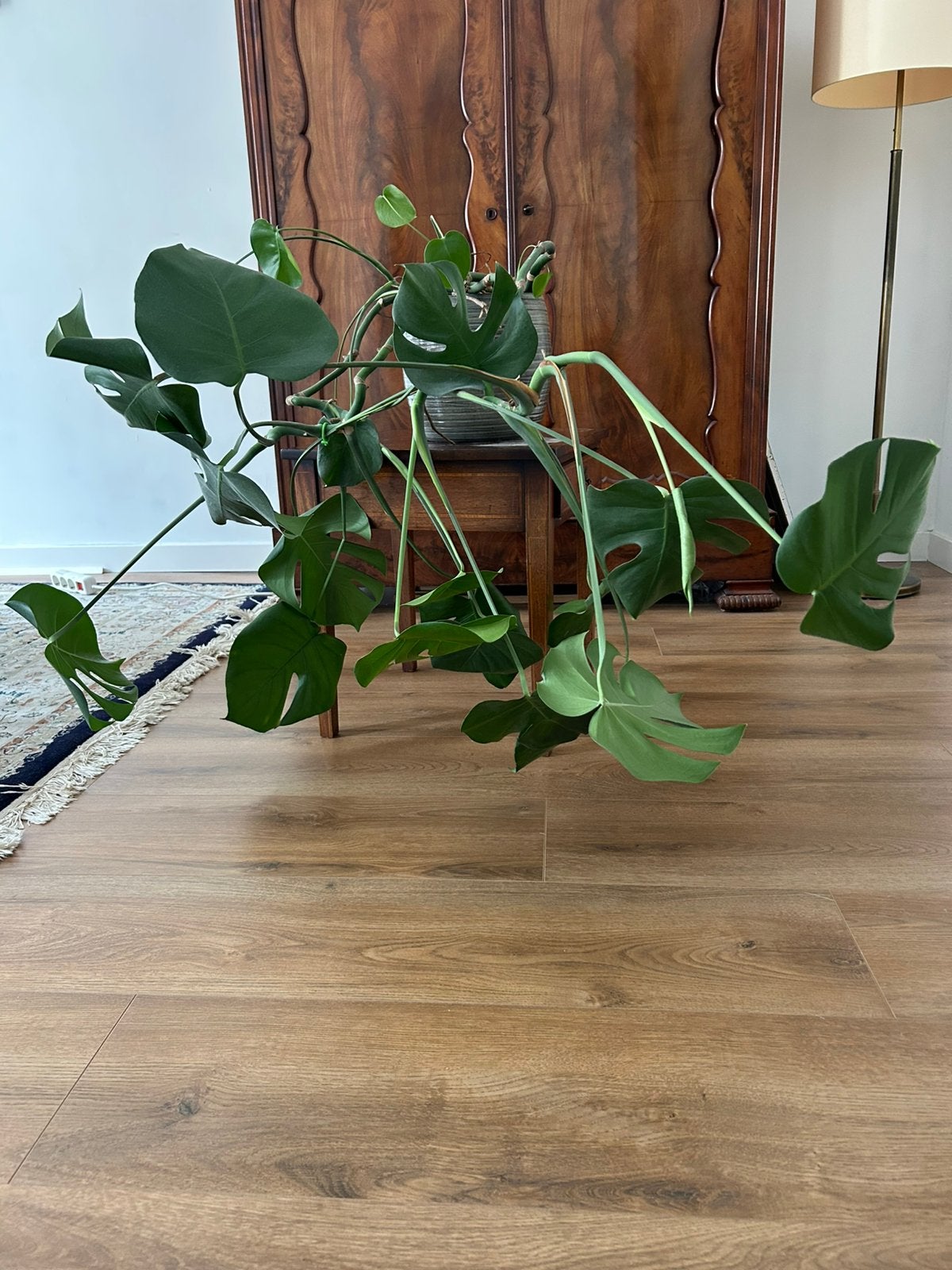 Grote plant, Huis en Inrichting, Kamerplanten, Groene kamerplant, Ophalen, Halfschaduw, Minder dan 100 cm