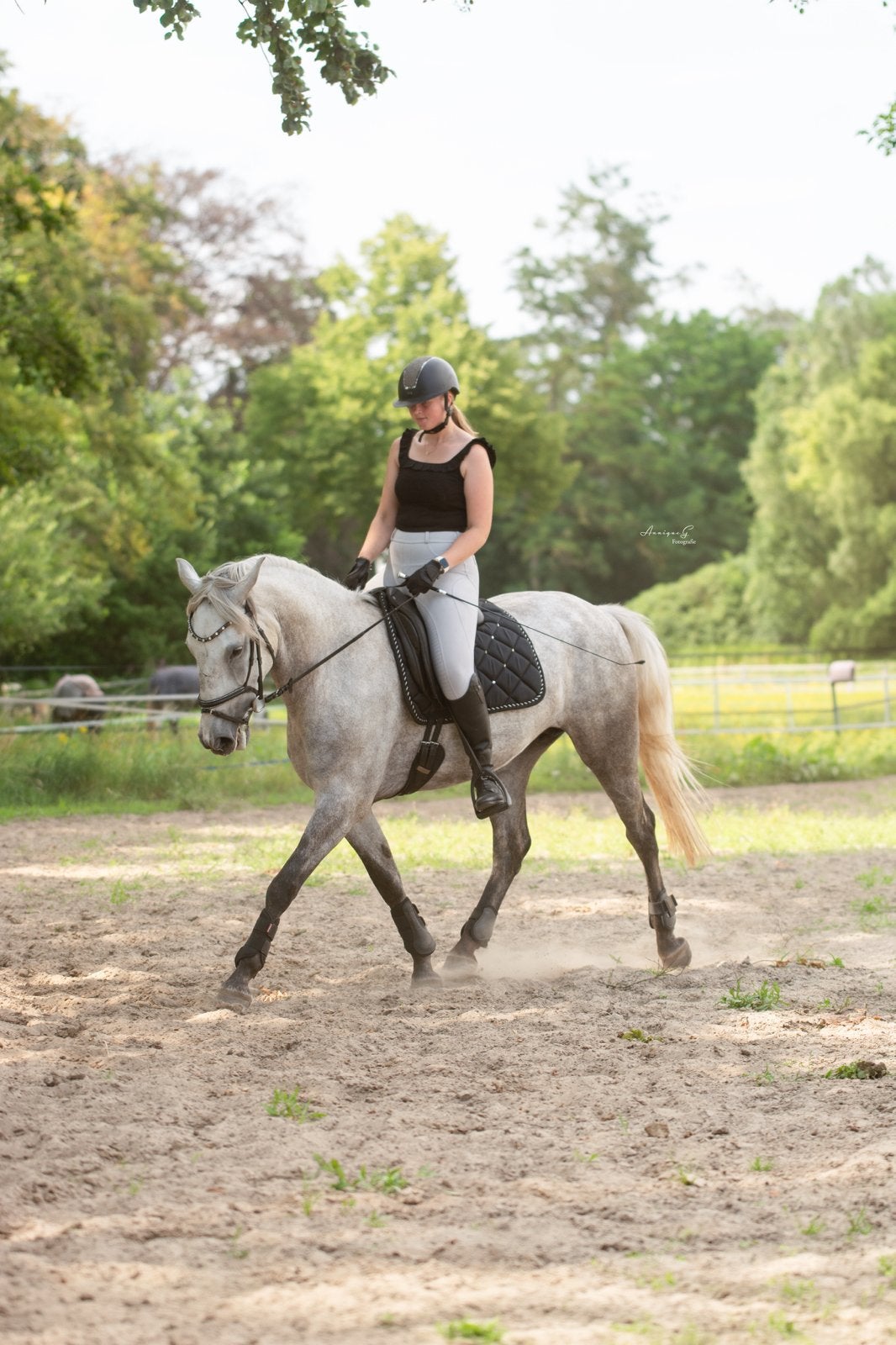 Bijrijder/leaser gezocht, bijrijdpaard/leasepaard aangeboden, Ophalen of Verzenden, Nieuw, Dressuur