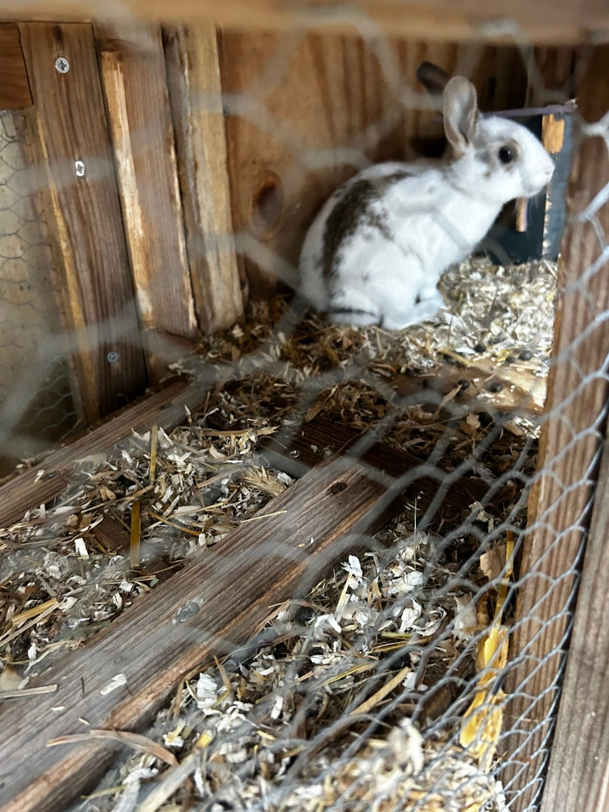 Lieve konijntjes 7 1/2 week mogen verhuizen, Dieren en Toebehoren, Konijnen, Meerdere dieren, Klein, 0 tot 2 jaar