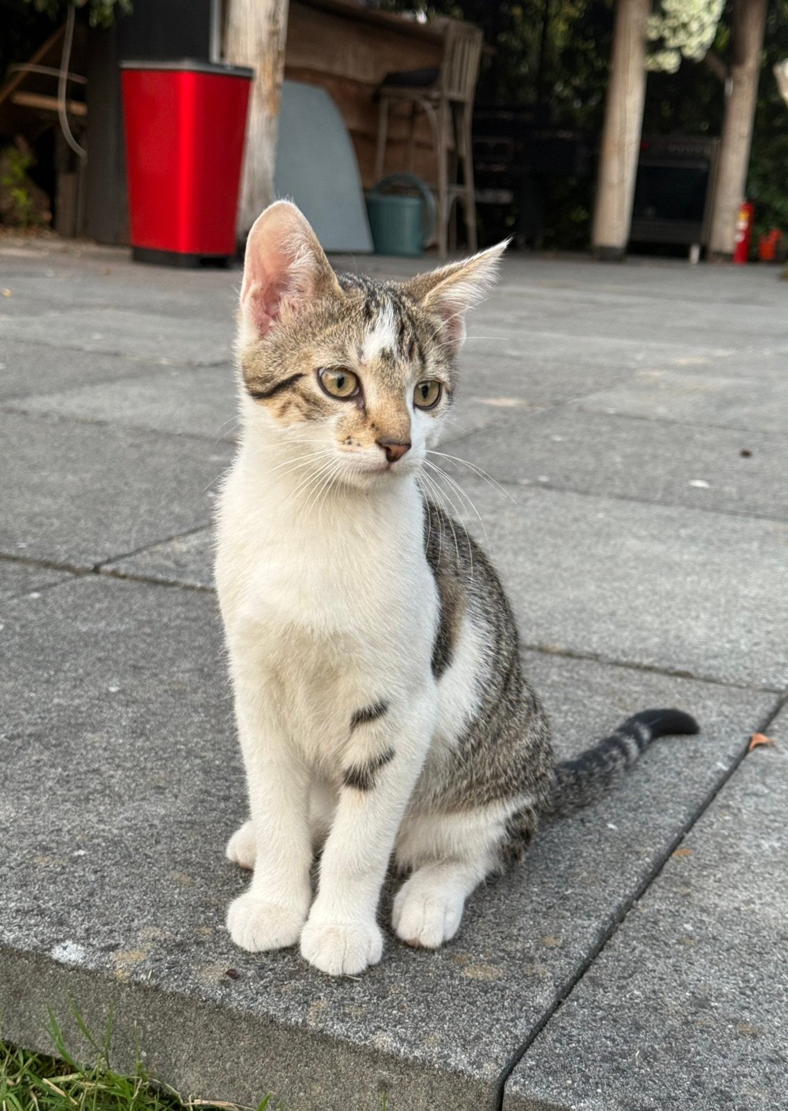 Jonge kittens zoeken met spoed nieuw huisje, Meerdere dieren, Kortharig, 0 tot 2 jaar