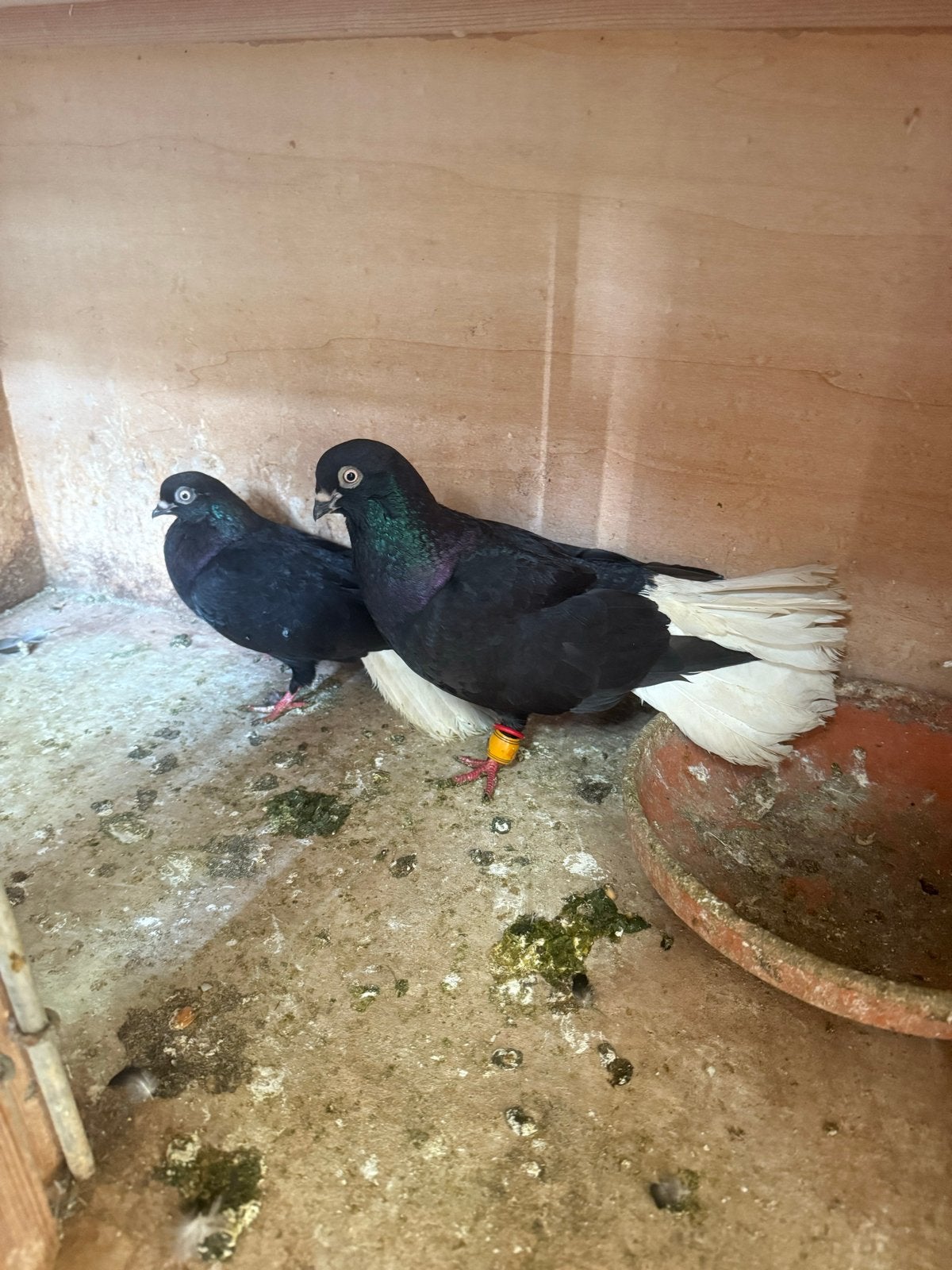 Syrië duiven, Meerdere dieren, Postduif
