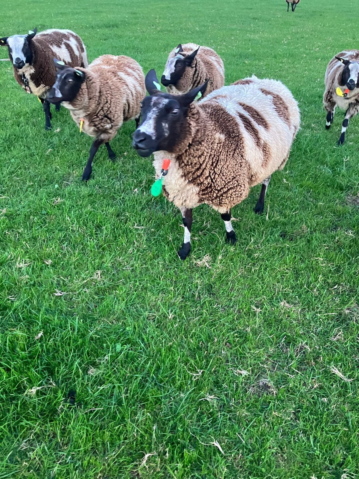 Te koop mooie Bonte ooi, Dieren en Toebehoren, Vrouwelijk, Schaap