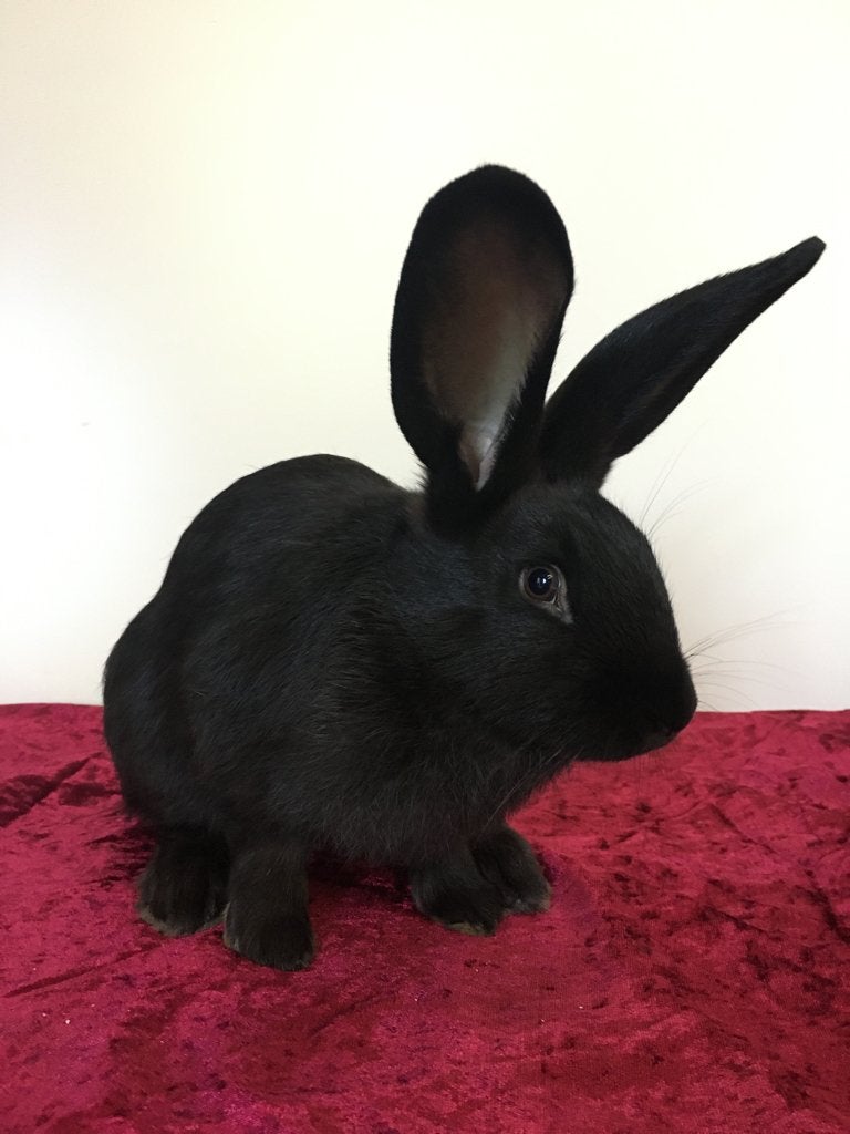 Lotharinger konijn (tam - ingeënt), Dieren en Toebehoren, Mannelijk, Groot, 0 tot 2 jaar