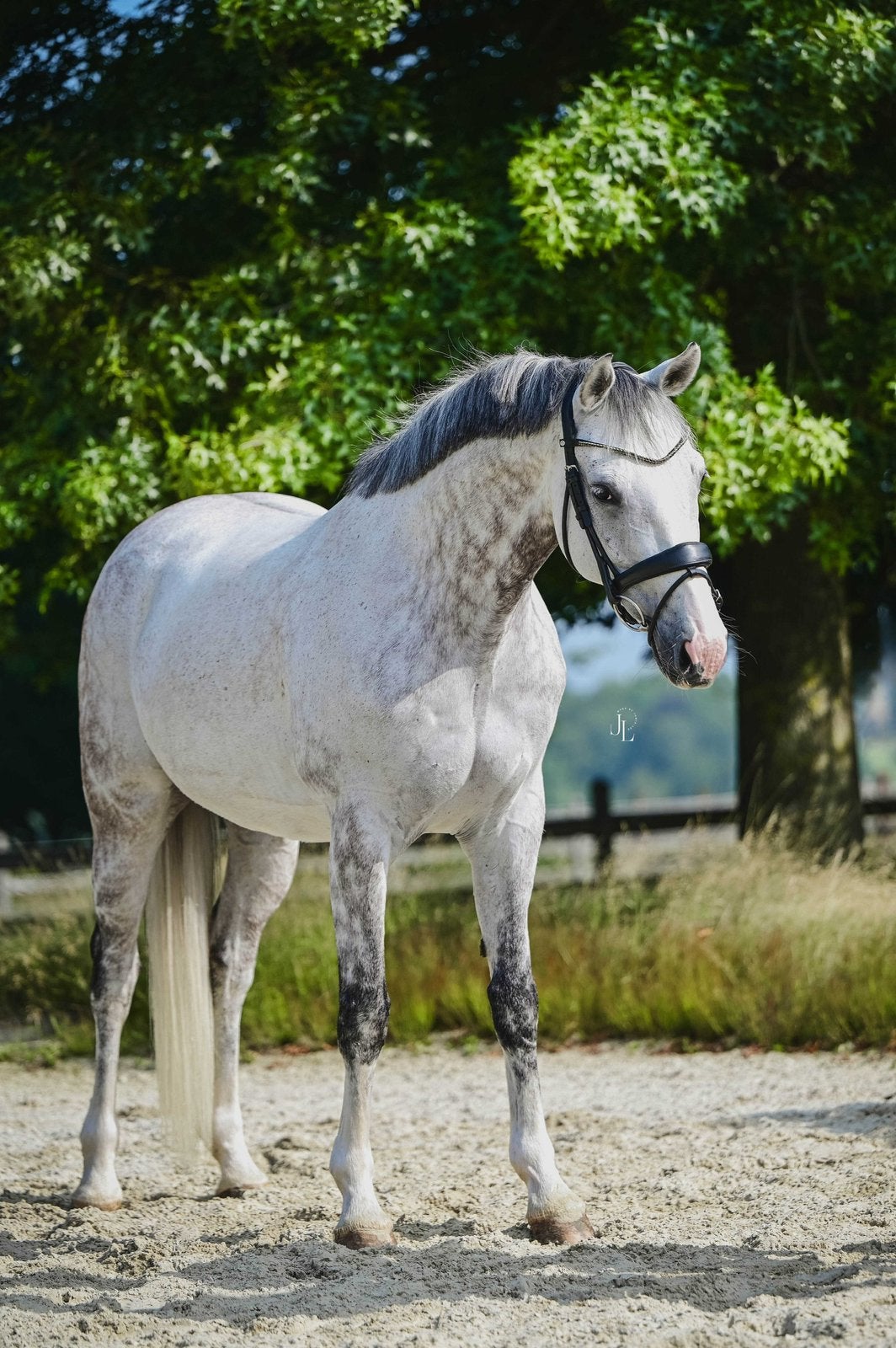 Alleen bij de juiste match: fijne allrounder te koop, Springpaard, Met stamboom, Ruin, M