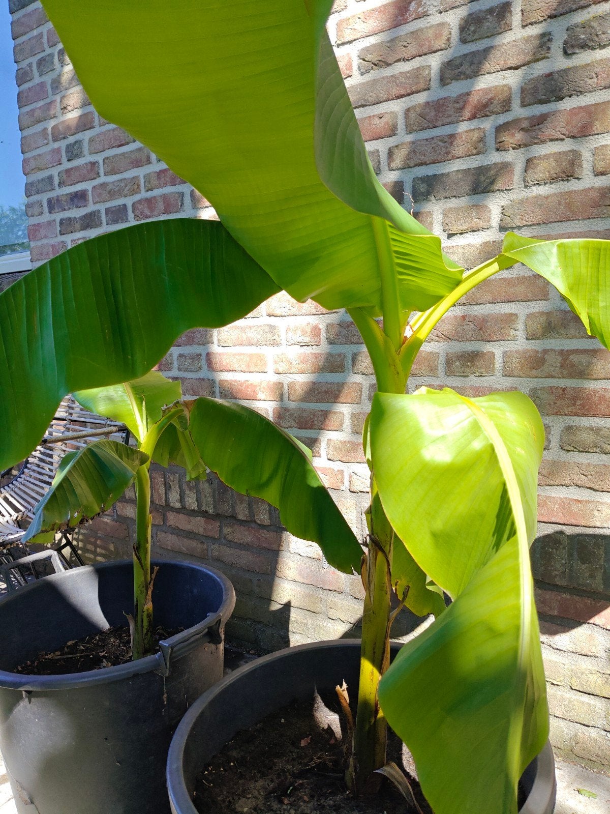 Bananenplant Musa Basjoo 1.20 mtr. hoog, Tuin en Terras, Ophalen, Vaste plant, Overige soorten, Volle zon