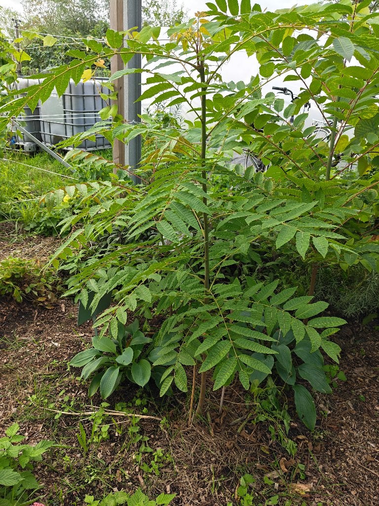 Mooie uiensoepbomen te koop, Ophalen, Halfschaduw, Zomer, Groenteplanten