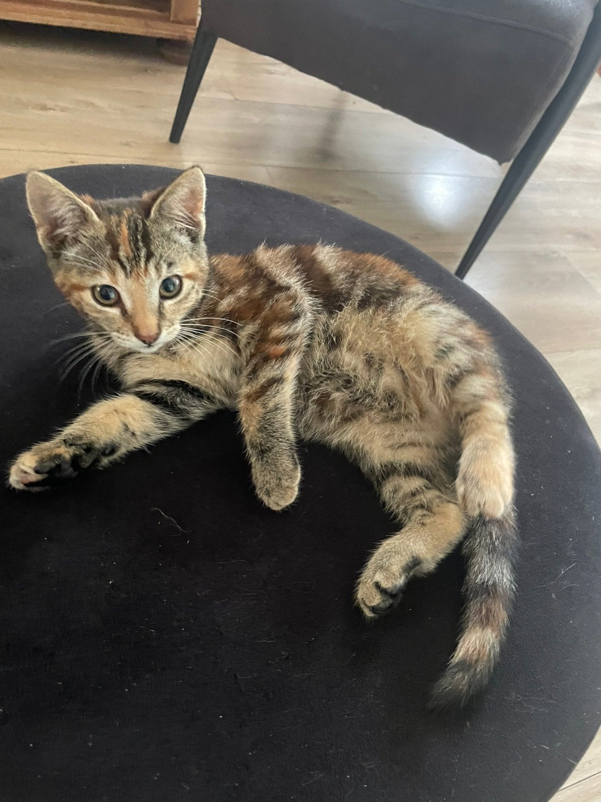 Prachig jong poesje met 3 kleuren, Poes, Ontwormd