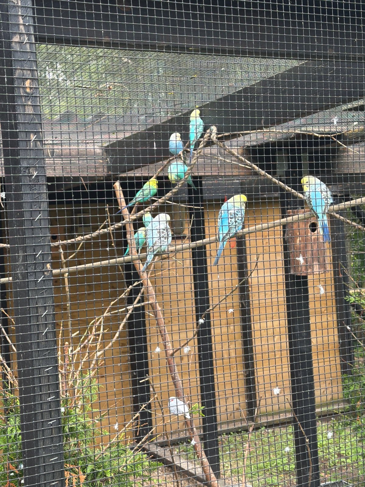 6 parkieten te koop, Dieren en Toebehoren, Meerdere dieren, Parkiet