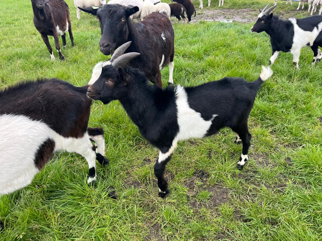 Beste zwartbonte melkgeiten bok, Dieren en Toebehoren, Mannelijk, Geit