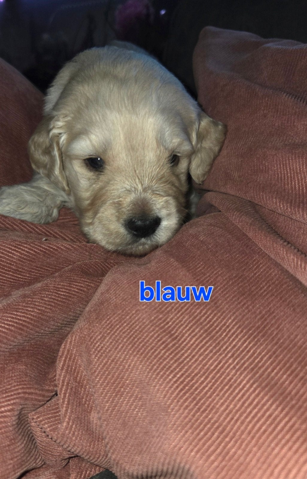 Nog 2 Golden doodle pups uniek goldenretriever/labradoodle, Overige rassen, 8 tot 15 weken, Meerdere, Meerdere dieren