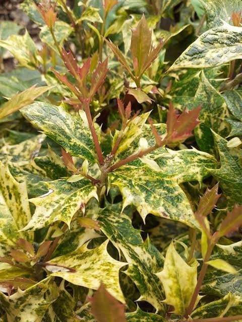 osmanthus Goshiki. 3 kleurige sierhulst. haag hulst P9 plant, Overige soorten, Volle zon, Vaste plant, Ophalen of Verzenden
