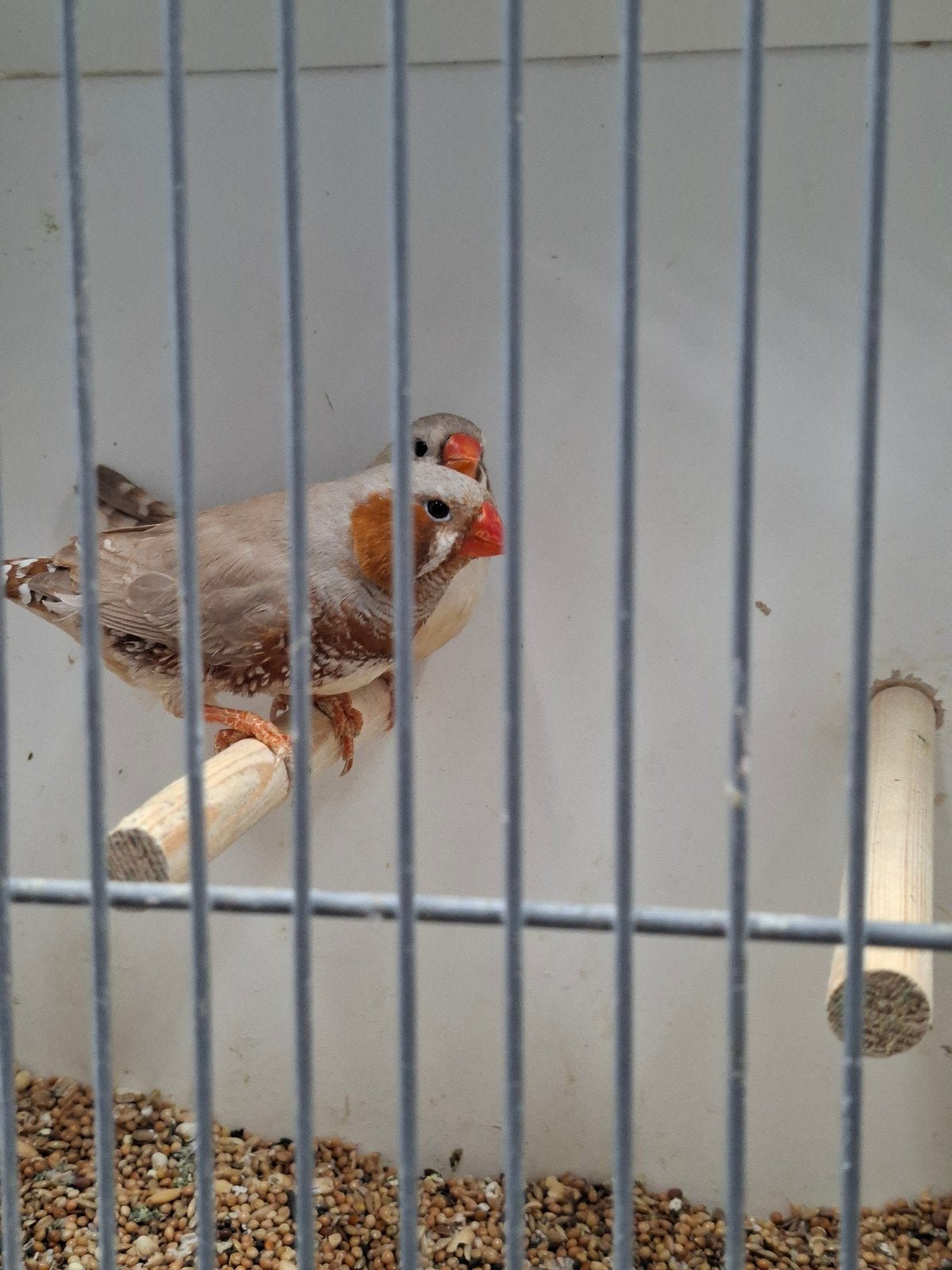 mooi koppel oranjeborst zebravinken, Dieren en Toebehoren