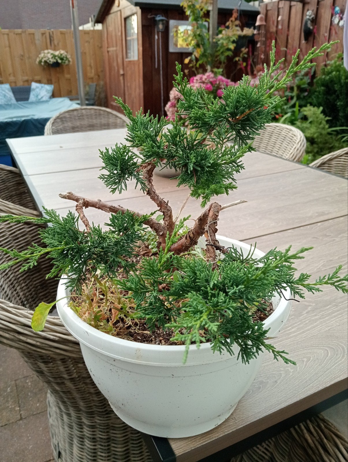 Pre Bonsai Jeneverbes - juniperus chinensis, Ophalen, Overige soorten, Halfschaduw