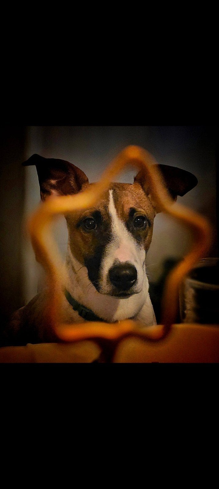 Jack Russell Milo zoekt lief thuis, 15 weken tot 1 jaar, Meerdere, Meerdere dieren, Nederland